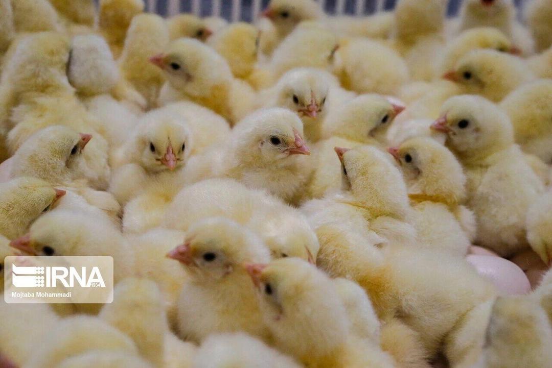 بیش از ۱۸ میلیون قطعه جوجه‌ریزی در خراسان جنوبی انجام شد