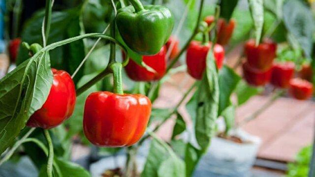 صادرات ۳۰ تن محصول گلخانه‌ای از فرخ‌شهر به بازار روسیه