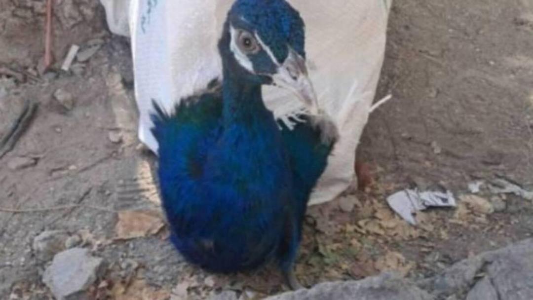 ۱۰ قطعه طاووس هندی قاچاق در مرز باشماق مریوان کشف و ضبط شد