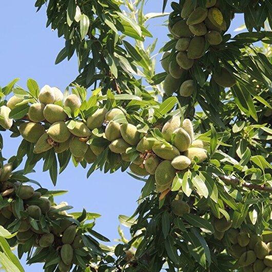 نمایش ظرفیت‌های کشاورزی در جشنواره بادام سامان
