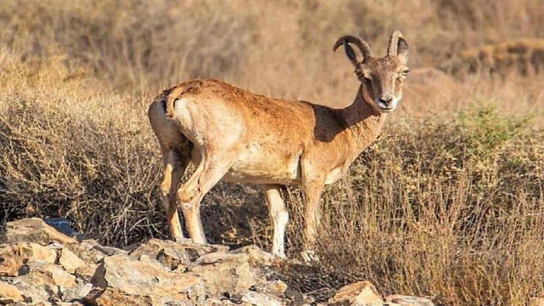 دستگیری متخلف شکار و صید در شهرستان حاجی آباد