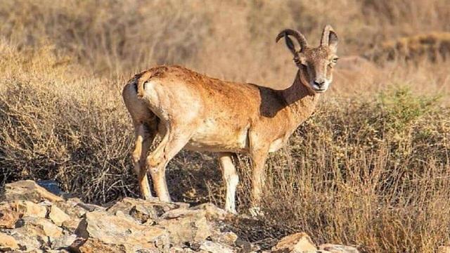 دستگیری متخلف شکار و صید در شهرستان حاجی آباد