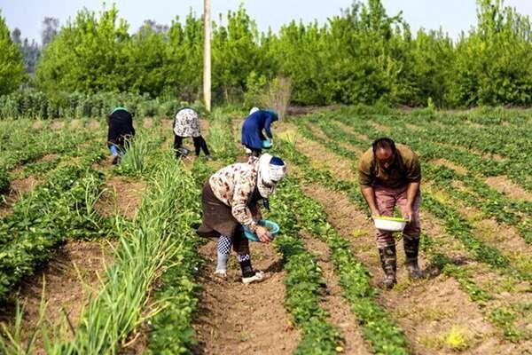 توسعه کشت زیر پلاستیکی در شهرکرد؛ گامی نوین در بهره‌وری کشاورزی