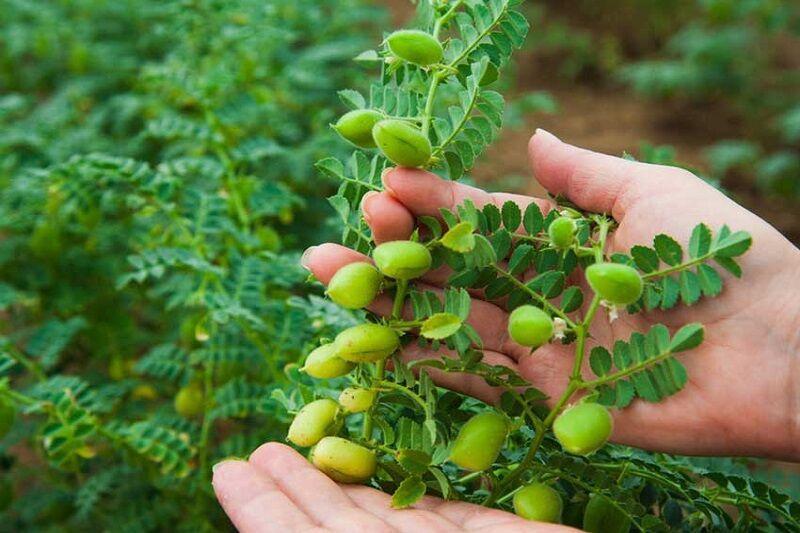 معرفی ۲ رقم جدید نخود «طلیعی» و «جهانگیر» توسط محققان کرمانشاهی