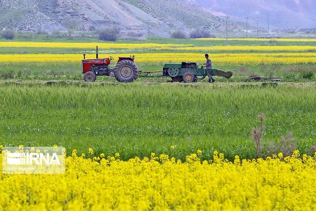 اجرای طرح الگوی کشت در قم کاهش قابل توجه مصرف آب را به‌دنبال دارد