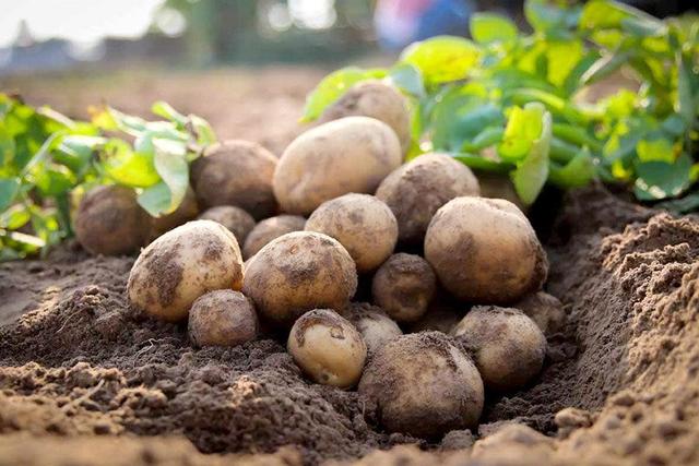 بذرهای دانش‌بنیان سیب زمینی، رقیبی جدی برای نمونه‌های خارجی است