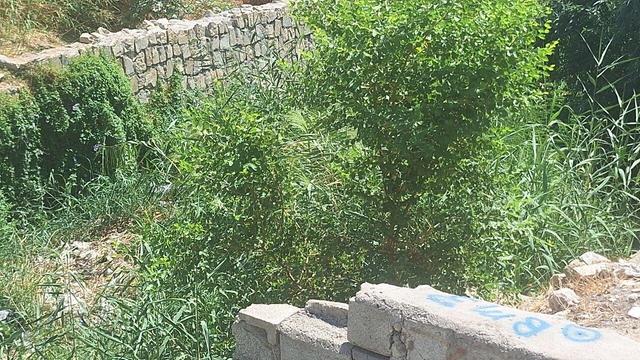 ماجرای ورود آب آلوده به مزارع گچساران و تهدید سلامت مردم +پاسخ مسئولان