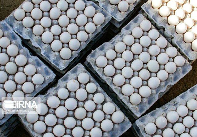 معاون وزیر جهادکشاورزی: تخم‌مرغ از ایران به ۱۱ کشور صادر می‌شود + فیلم
