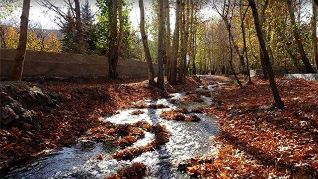 گشت و گذار پاییزی به چنارستان روستای برزآباد در کاشان + فیلم