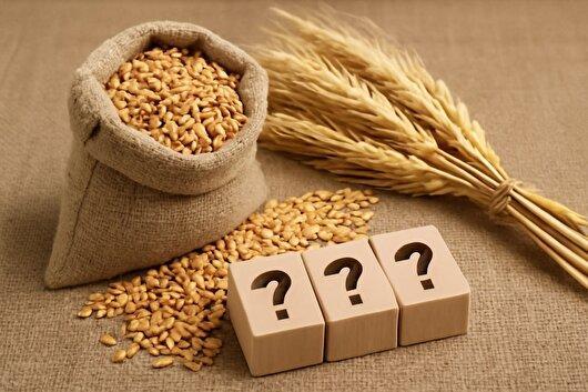 قیمت گندم در کما/ وزارت جهاد کشاورزی همچنان خواب است!