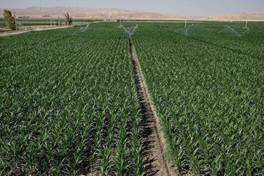 اشتغال زایی برای ۵۰ هزار نفر با جهش فعالیت‌های کشاورزی در کرمانشاه