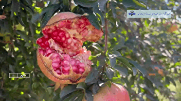 آغاز برداشت ۳۰ هزار تن انار در شهرستان طارم