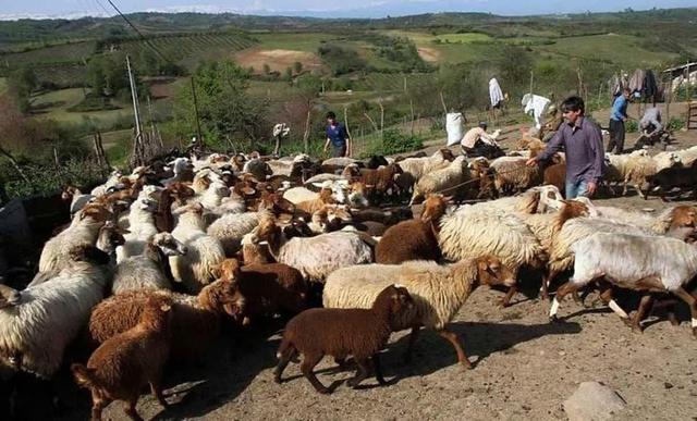 زنجان، قطب علمی و تولیدی دام سبک در کشور