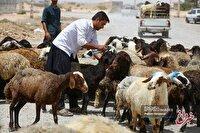 قیمت جدید دام زنده اعلام شد/ عالی: این‌گونه منتظر ارزانی ۳۰ درصدی قیمت گوشت در بازار باشید