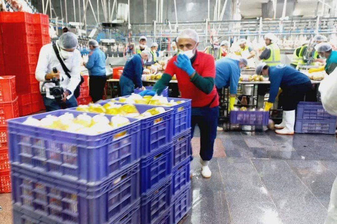 آقاپور کاظمی: کنترل کیفی در زنجیره‌های طیور ضروری است