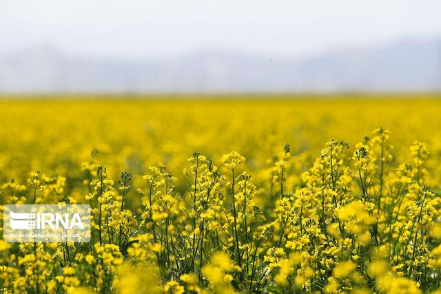 کشت دانه‌های روغنی؛ نسخه‌ای برای کشاورزی پایدار کهگیلویه و بویراحمد