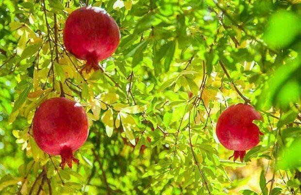 سنگان خاش؛ قطب تولید انار سیستان و بلوچستان