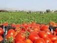 آغازکشت گوجه‌فرنگی در زمین‌های کشاورزی بستک