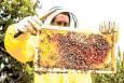 زنبورداری مازندران؛ نیش بیش از نوش! / نهاده‌های گران، کام کندوداران را تلخ کرده است