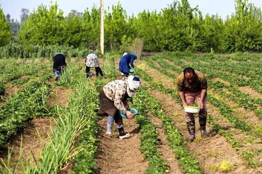 توسعه کشت زیر پلاستیکی در شهرکرد گامی نوین در بهره‌وری کشاورزی