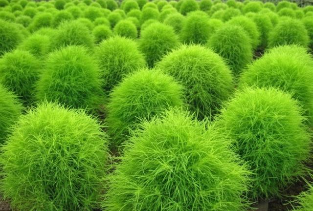 جارو؛ سپری سبز برای پایداری مراتع و اقتصاد دامداری گلستان
