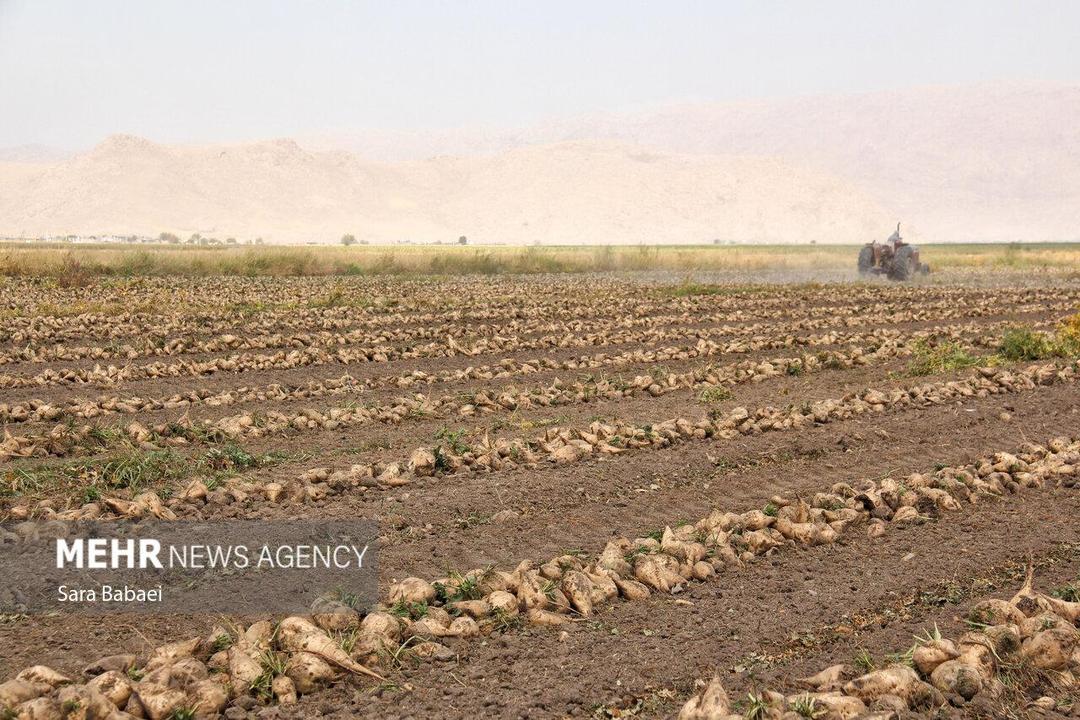 پیش‌بینی برداشت ۵۷۰ هزار تن چغندرقند در لرستان