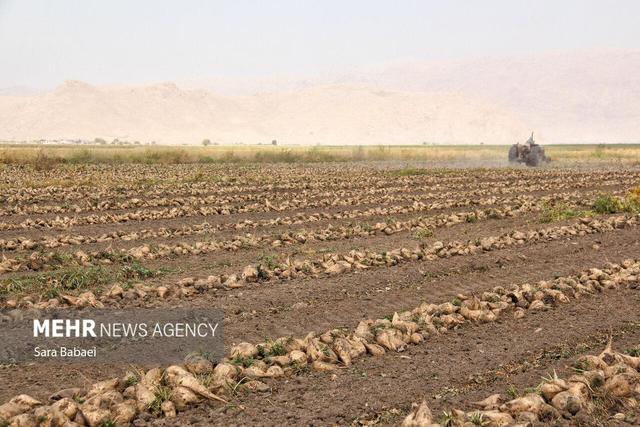 پیش‌بینی برداشت ۵۷۰ هزار تن چغندرقند در لرستان