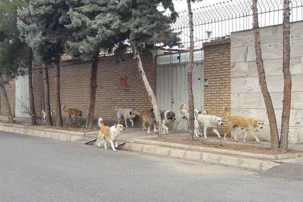 سگ های ولگرد در شهرک ارتش کرمان و نگرانی خانواده ها