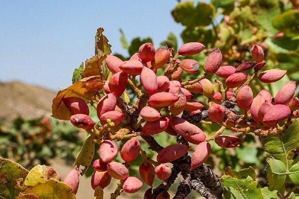 عزیزان: ۶۰ تن پسته در شهرستان سیروان برداشت می شود