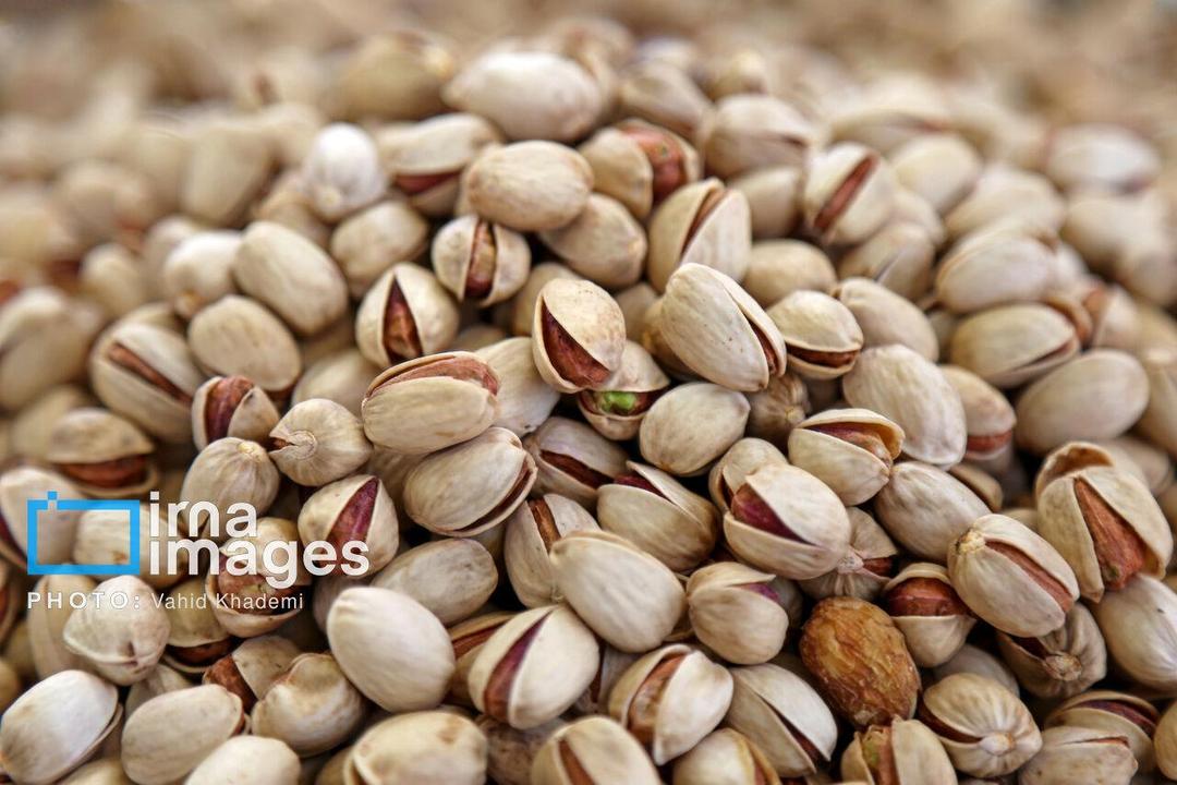 درخشش پسته دامغان در ایران؛ صدرنشینی در کمیت و کیفیت