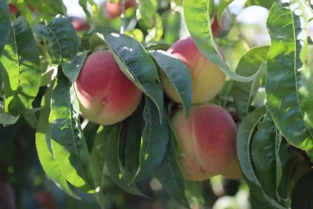 رئیس جهاد کشاورزی گیلان: فیلم رنگ‌آمیزی هلو مربوط به رشت نیست