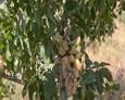 توسعه کشت پسته در شهرستان سردشت