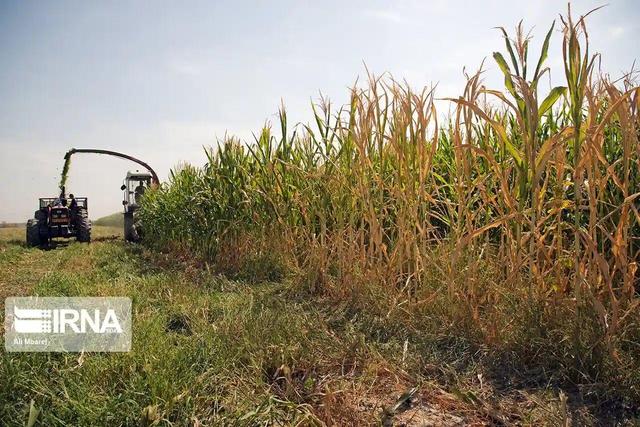 سرمای زودرس ؛ خسارتی برای ذرت‌کاران چهارمحال و بختیاری