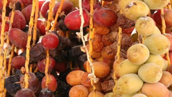  خرمای عراق جای نفت را می‌گیرد