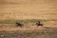 جلوه ای زیبا از زندگی عشایری و روستایی منطقه ارسباران و شهرستان اهر