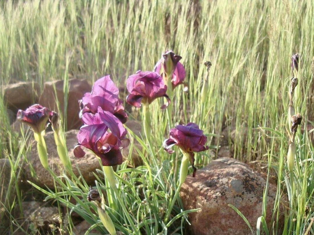 زنبق بنفش سُرخاب؛ نمادی برای تبریز