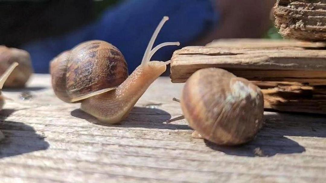 ببینید | زن ایرانی با یک شغل عجیب؛ حلزون چرانی!