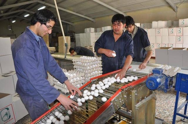 وزارت جهاد کشاورزی: افزایش قیمت تخم‌مرغ طبیعی است