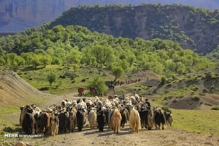 حسن نتاج: مخالف انحلال سازمان امور عشایر هستیم