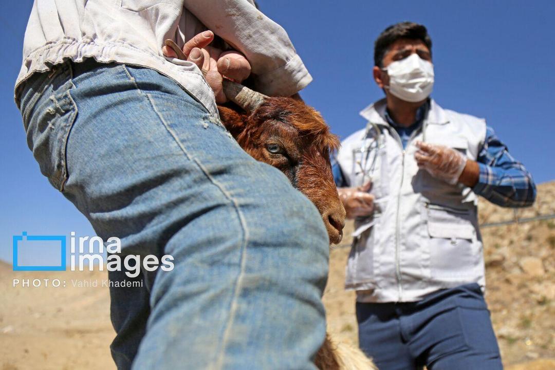 روایتی از ۲۵ سال خدمت بی‌منت در دامپزشکی مهاباد؛ نجات جان دام‌ها، نجات معیشت مردم است