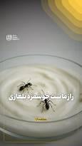 راز ماست خوشمزه بلغاری