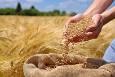 امنیت غذایی در گرو بذر استاندارد/ درخواست تولید محتوا برای فرهنگ‌سازی مزایای بذر گواهی‌شده