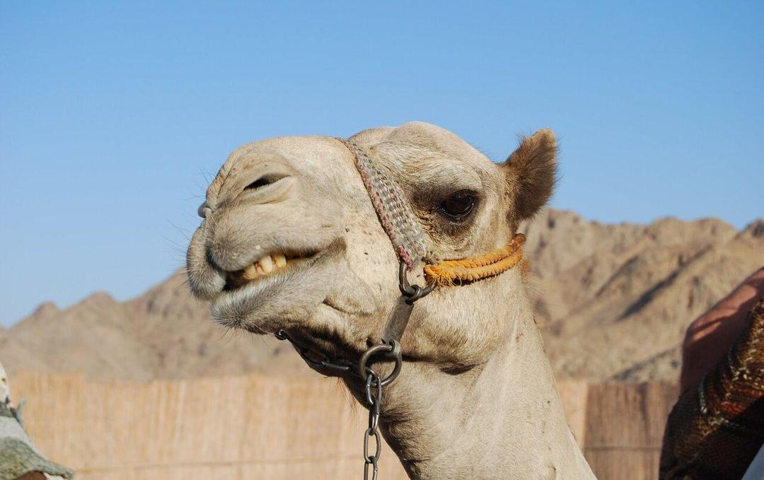 عکس | ثبت لحظه عجیب از لامبورگینی‌سواری شتر!