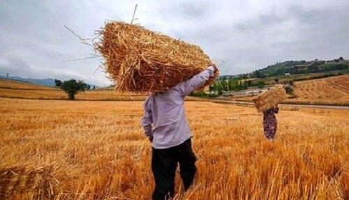 تکلیف قیمت جدید گندم مشخص شد؟/ قیمت واقعی گندم را ببینید
