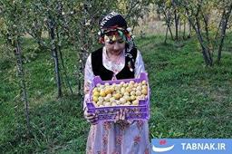 عکس: برداشت آلو در روستای حیدره قاضی خان همدان