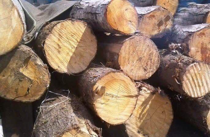 قاچاقچی حرفه‌ای چوب در بابل دستگیر شد