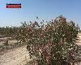 برداشت پسته در گرمسار