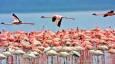 فلامینگوها به میانکاله رسیدند