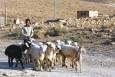 بُز مورسیا؛ ناجی دامداران در اقلیم خشک