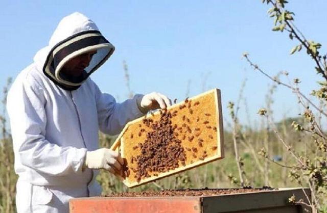آغاز برداشت عسل از زنبورستان های هشترود